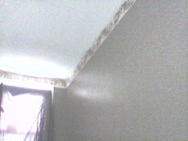 Трансляцияның скриншоттары supa19kitty