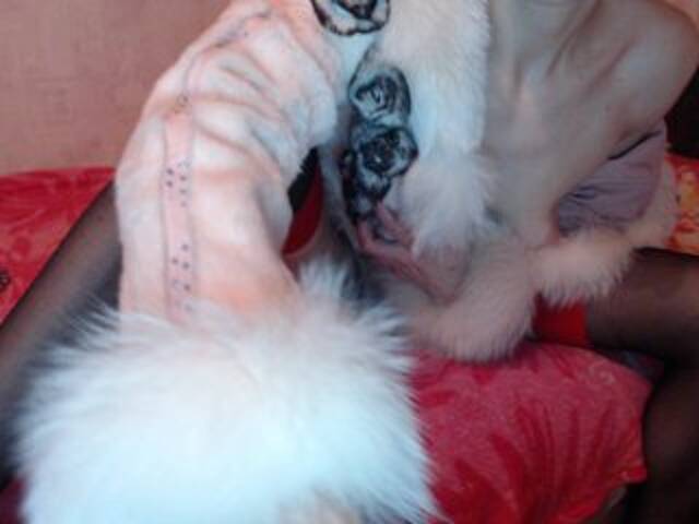 Трансляцияның скриншоттары Vasiliska-3